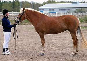 Blondi