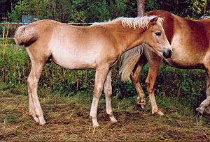 S&auml;il&auml;