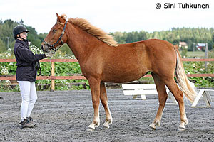Tuisku