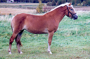Vilma