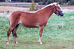 Pyrypolun Vilma
